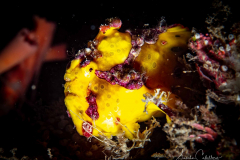Frog Fish