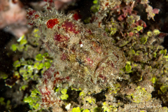 Frogfish