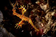 Pipe Fish