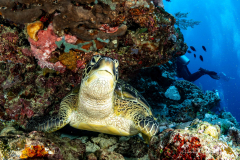 Grüne Schildkröte