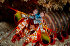 Mantis Shrimp