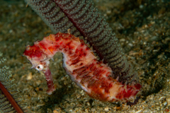 Seepferdchen