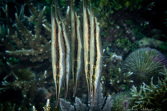 Messer Fische
