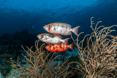 Soldatenfische