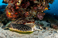 Grüne Schildkröte