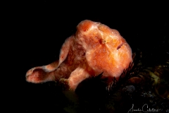 Southern Leyte Divers