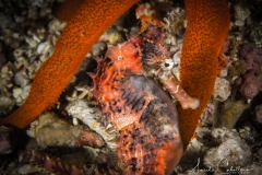 Southern Leyte Divers