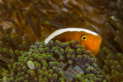 Southern Leyte Divers