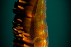 Limasawa-1