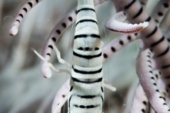 Limasawa-5