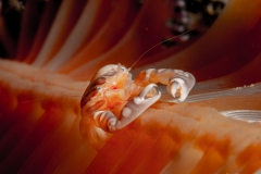 Porzellan Krabbe