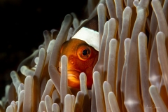 Clown Fish