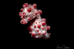 Pygmy Seahorse