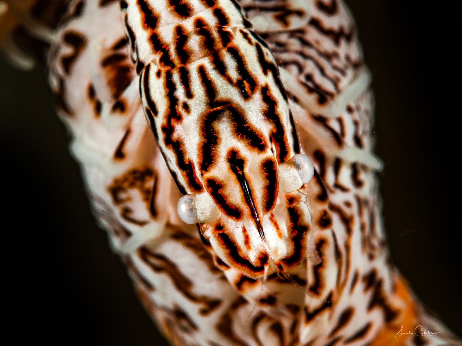 Leopard Shrimp