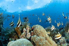 Sea-Pics.de