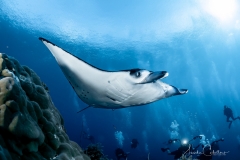 Sea-Pics.de