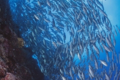 Sea-Pics.de