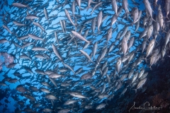 Sea-Pics.de