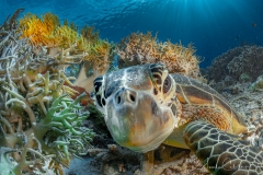 Sea-Pics.de