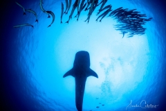 Sea-Pics.de