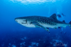 Sea-Pics.de