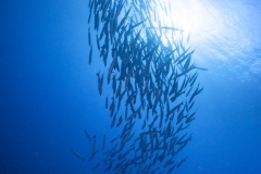 Sea-Pics.de