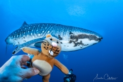 Sea-Pics.de
