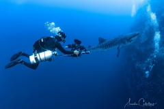 Sea-Pics.de