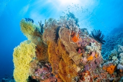 Sea-Pics.de