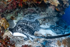 Sea-Pics.de