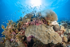 Sea-Pics.de
