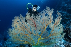 Sea-Pics.de