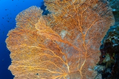 Sea-Pics.de