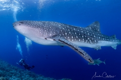 Sea-Pics.de
