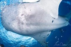 Sea-Pics.de