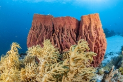Sea-Pics.de