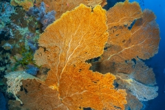 Sea-Pics.de