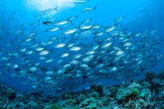 Sea-Pics.de