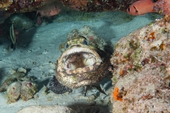 Sea-Pics.de