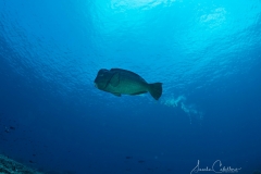 Sea-Pics.de