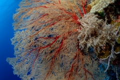Sea-Pics.de