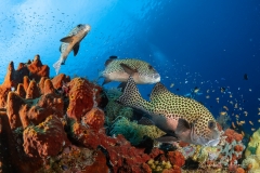 Sea-Pics.de