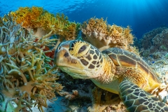 Sea-Pics.de