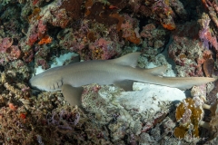 Sea-Pics.de