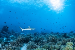 Sea-Pics.de