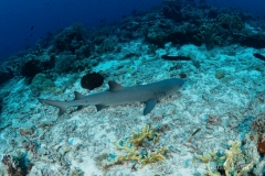 Sea-Pics.de