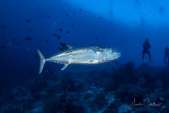 Sea-Pics.de