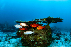 Aqua Diving Nosy Be