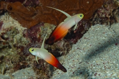 Nunukan Island