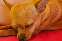 Luczi
